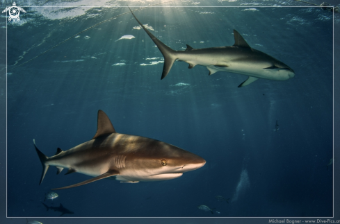 A Carcharhinus perezi | Caribbean reef shark