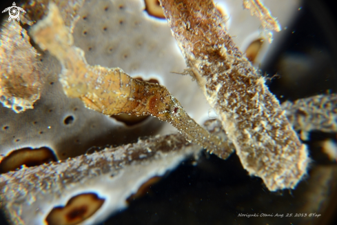 A Solenostomus paradoxus | Ghost pipefish