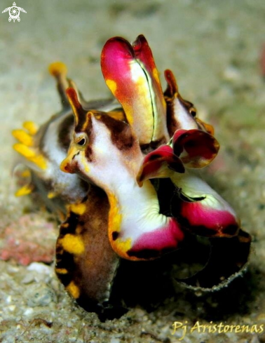 A Flamboyant Cuttlefish