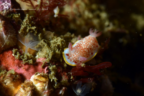 A Goniobranchus tinctorius | Nudi