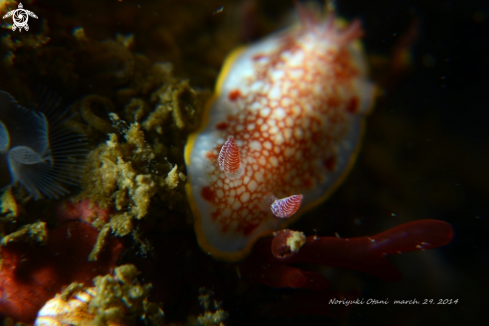 A Goniobranchus tinctorius | Nudi