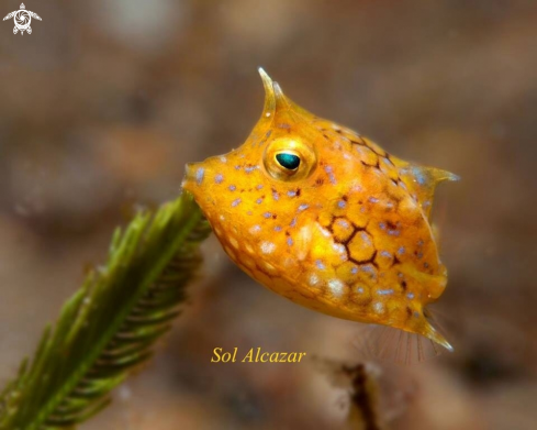 A Cowfish