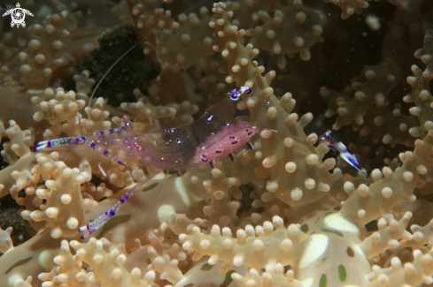 A Anemone Commensal Shrimp