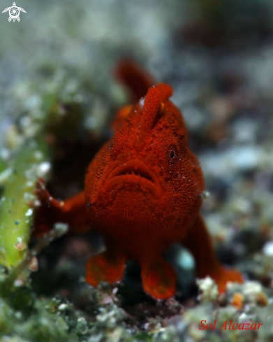 A Frogfish