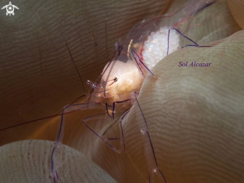 A Bubble coral shrimp