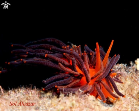 A Phistilla melanobranchia | Nudibranch Melanobranchia