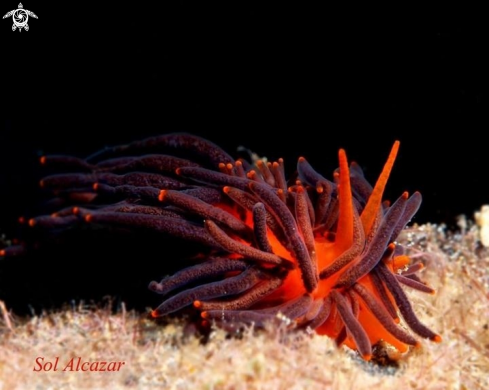 A Nudibranch Melanobranchia