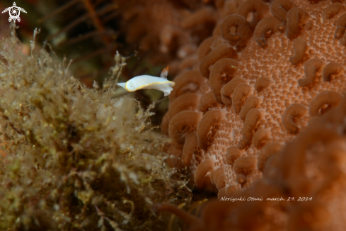 A Noumea subnivalis |  Nudi