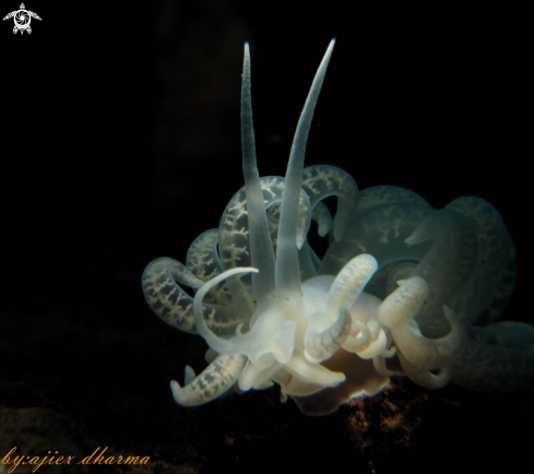 A solar nudibranch