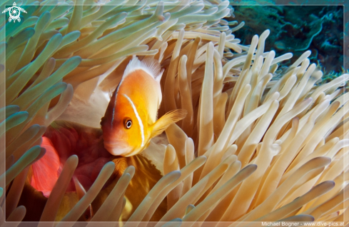 A Amphiprion | 