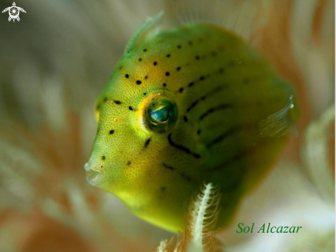 A Filefish