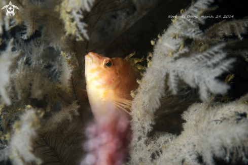 A yellow hawkfish