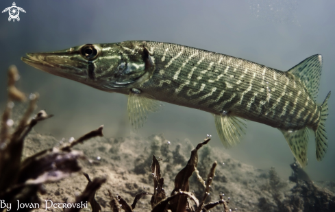 A  Esox lucius | Štuka / Pike