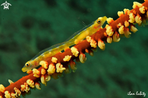 A goby