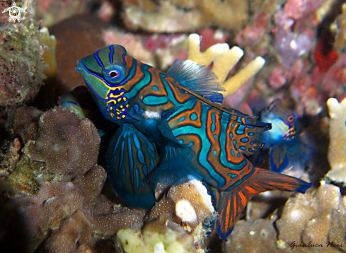 A Synchiropus splendidus | Mandarin fish