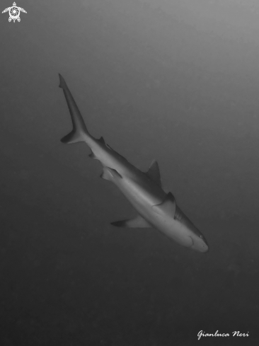 A Grey reef shark