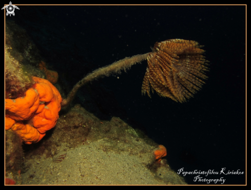 A Spiral Tube Worm (Spirographis spallanzani) 