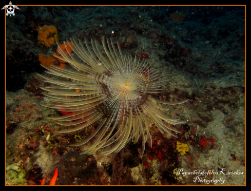 A Spiral Tube Worm (Spirographis spallanzani)  | Spiral Tube Worm (Spirographis spallanzani) 