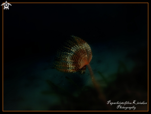 A Spiral Tube Worm (Spirographis spallanzani) 