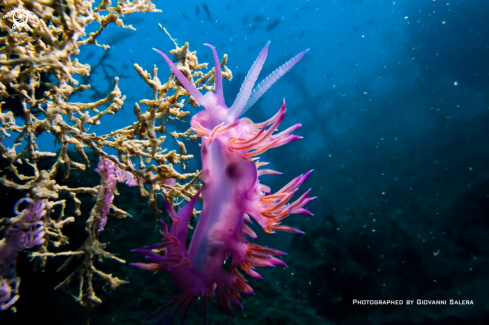 A flabellina affinis | Flabellina