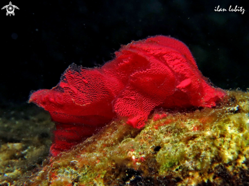 A Nudibranch