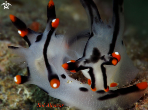 A  Thecacera picta | nudibranch