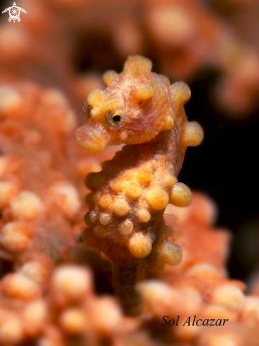 A pygmy seahorse