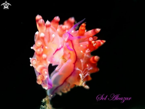 A Flabellina