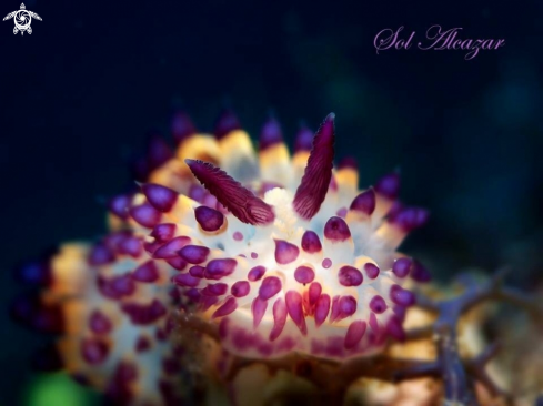 A Nudibranch