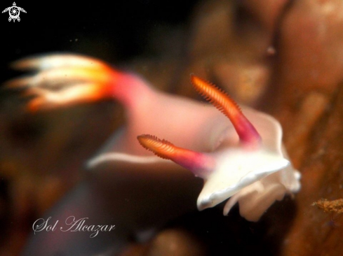 A Hysellodoris Bullockii | Nudibranch