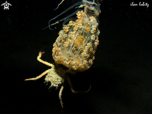 A carry crab