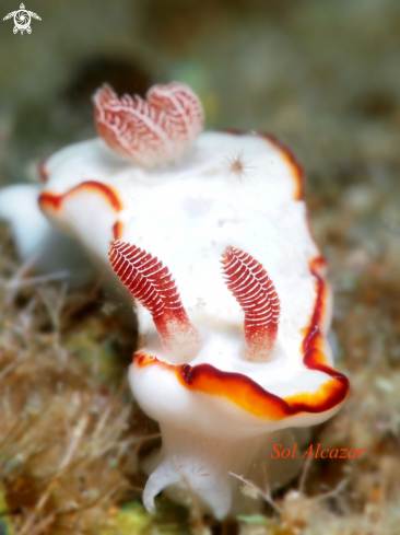 A  Goniobranchus  | nudibranch