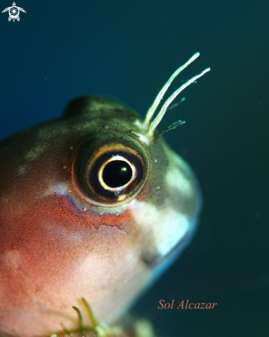 A Blenny