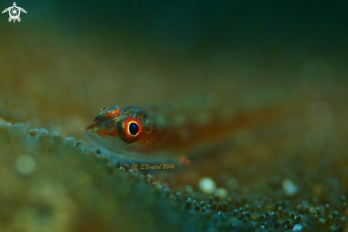 A goby