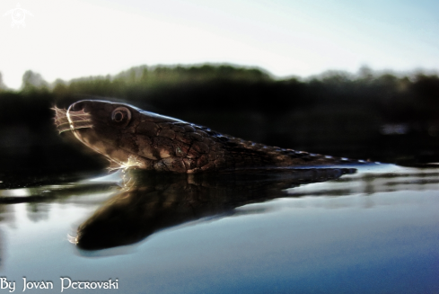 A Natrix tessellata | Vodena zmija Ribarica / Water snake - Ribarica.