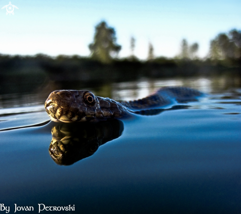 A Natrix tessellata | Vodena zmija Ribarica / Water snake - Ribarica.