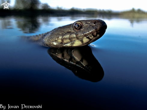 A Natrix tessellata | Vodena zmija Ribarica / Water snake - Ribarica.