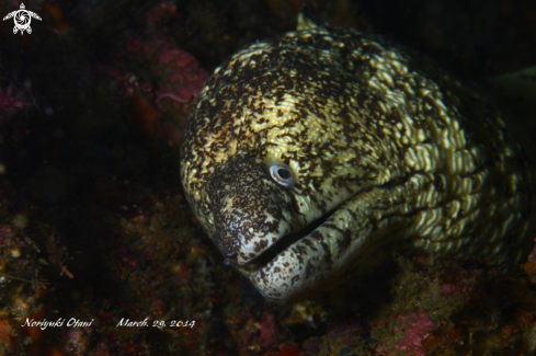 A Gymnothorax kidako | Moray Eel