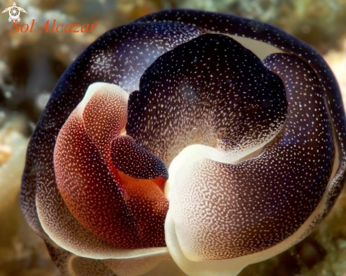 A Headshield Slug, Chelidonura amoena | Seaslug