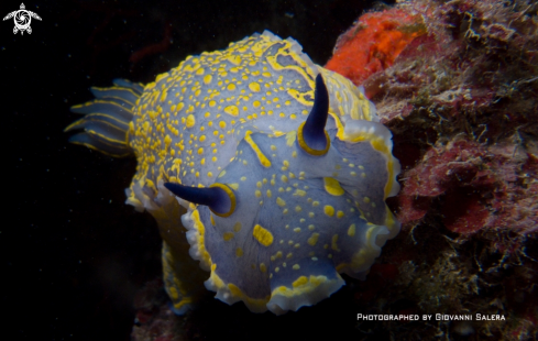 A Hypselodoris picta | Doride dipinto