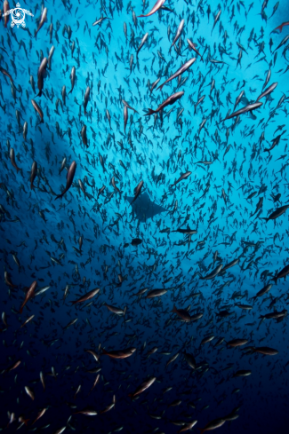 A Eagle Ray