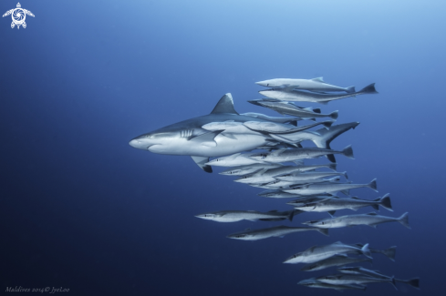 A White Tip Shark