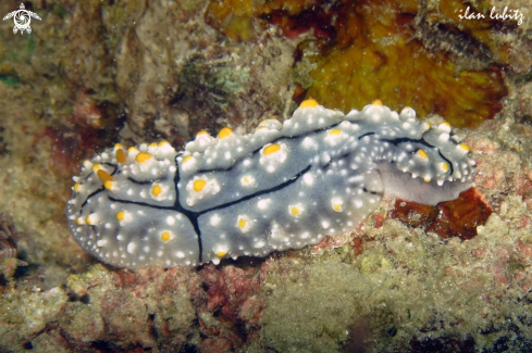 A Phyllidia elegans | Nudibranch