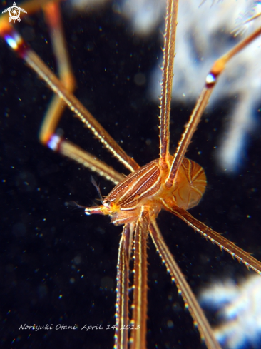 A Ortmann's spider-crab