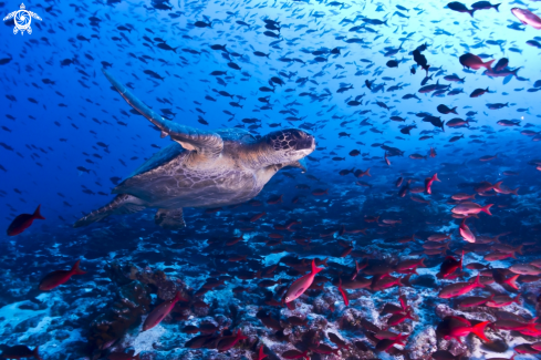 A Chelonia mydas | Green Turtle