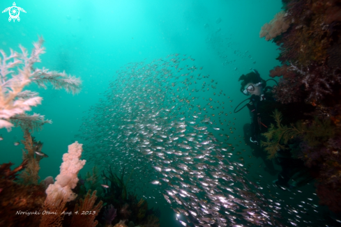 A   Luminous cardinalfish 