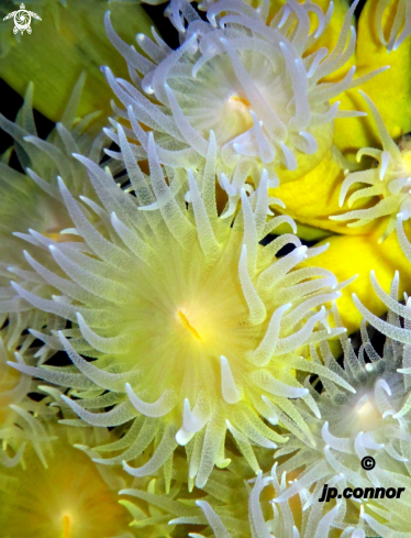 A Leptopsammia pruvoti | Corail Jaune Solitaire