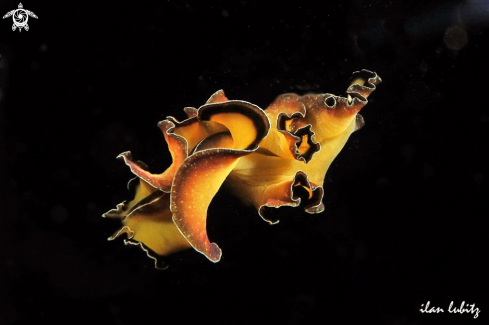 A Pseudobiceros flowersi | Nudibranch