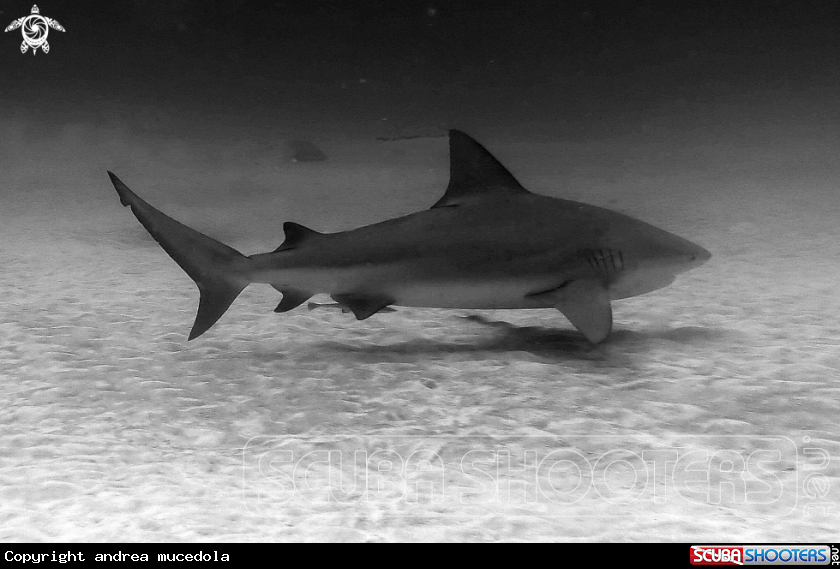 A bull shark ' squalo toro