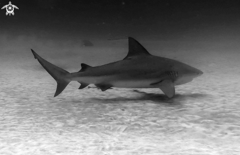 A bull shark ' squalo toro